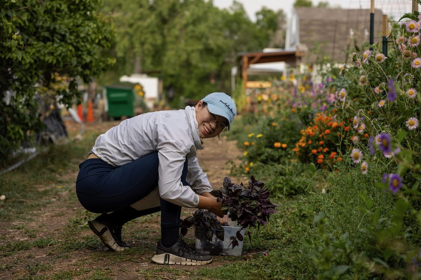 Anna transplanting seedlings on an organic vegetable farm in Colorado